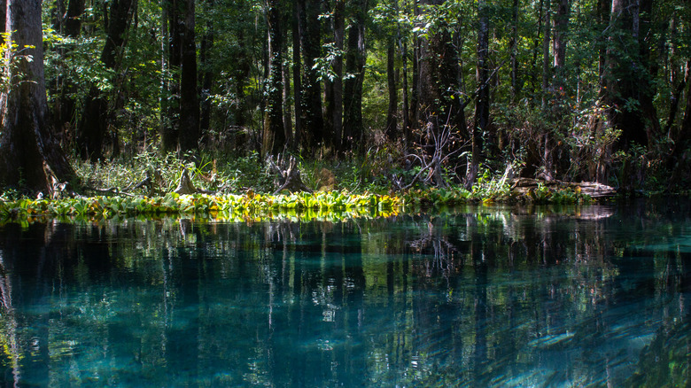 Trees line the shoreline of the natural springs of Ichetucknee