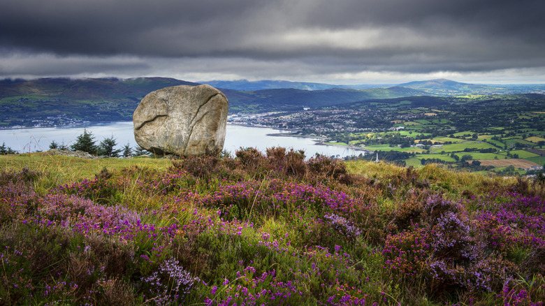 Cloughmore Stone surrounded by pink and purple flowers