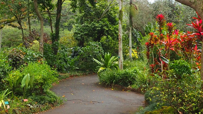 A path leading through the flowers in Waimea Botanical Gardens