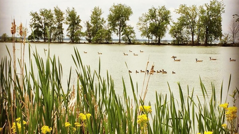 Waterfowl on the lake at Grand Lake St. Marys State Park