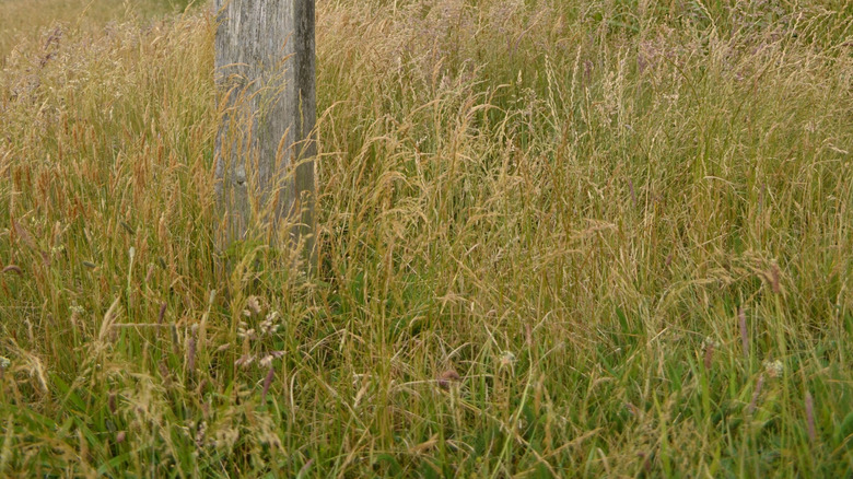 A sign post leading hikers along the Cape Ferrelo Trail