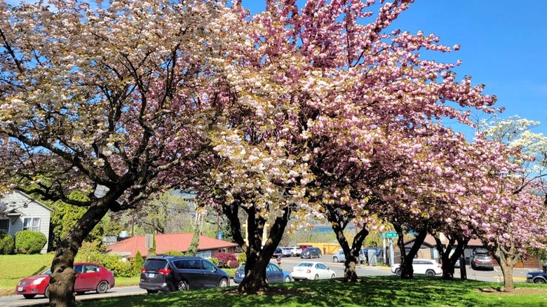 Blossoming cherry trees in Tsuruta Park