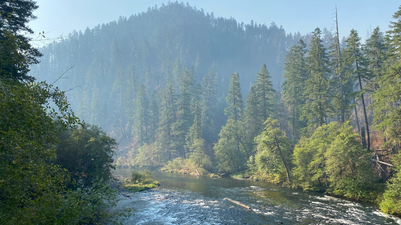 Nature landscape near Toketee Falls