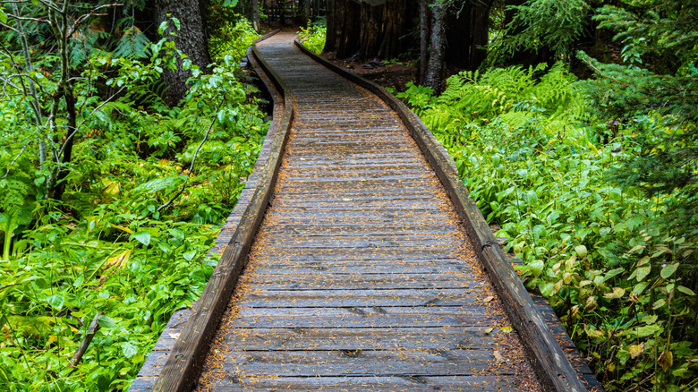 Trillium Lake Loop trail in Trillium Lake, Oregon