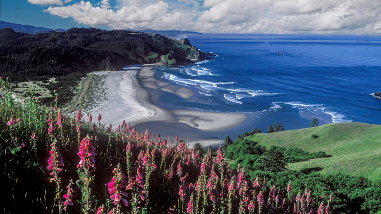 Views of the Oregon coast headland, Cascade Head, near Lincoln city, with flowers in spring