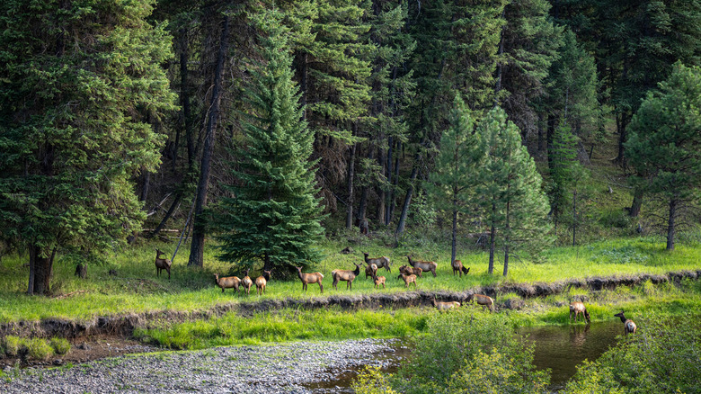 Herd of elk crossing the Grande Ronde River