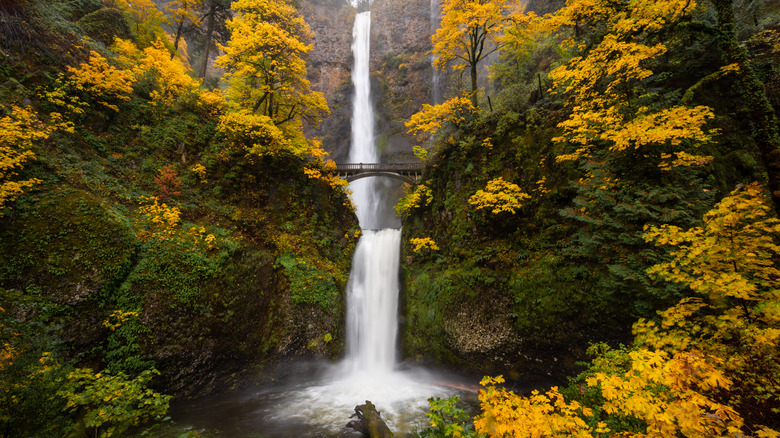 Multnomah Falls and a view of the bridge amidst fall foliage