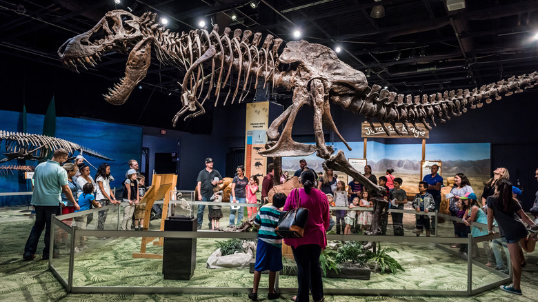Replica of dinosaur skeleton at Orlando Science Center