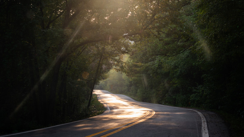 Atmospheric shot of the Pig Trail
