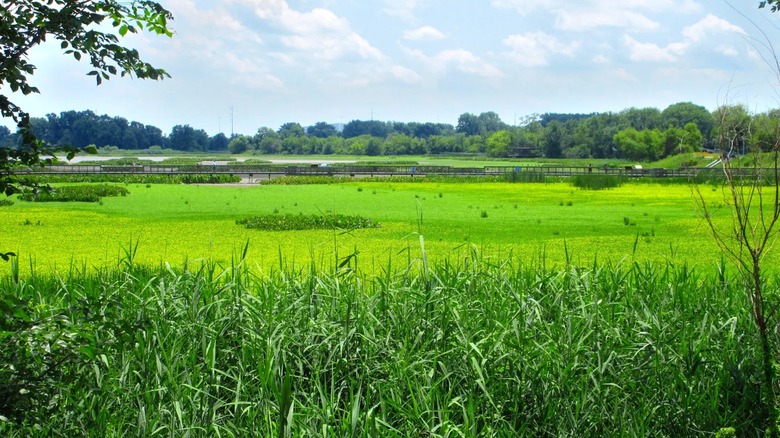 Marshy land and tall grasses with a boardwalk trail in the distant background at John Heinz National Wildlife Refuge at Tinicum, Pennsylvania