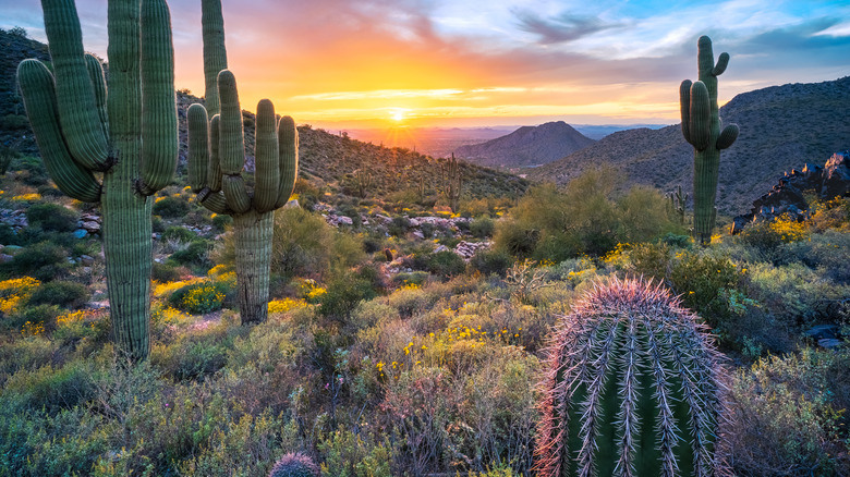 Desert landscape with cacti and mountains at sunset