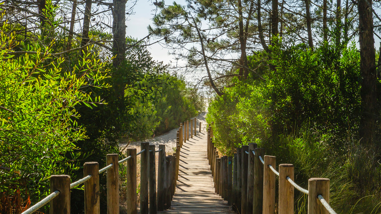 wooden platform leading through pine forest to Camarido Beach in Portugal