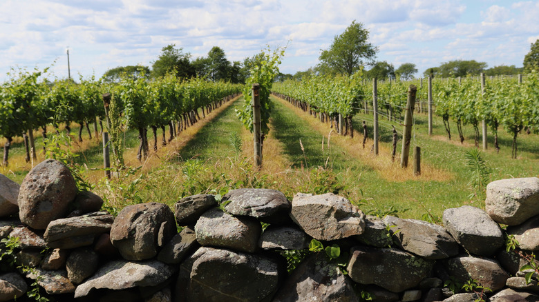 View of green vineyard rows behind a stone wall at Sakonnet Vineyards in Little Compton, Rhode Island.
