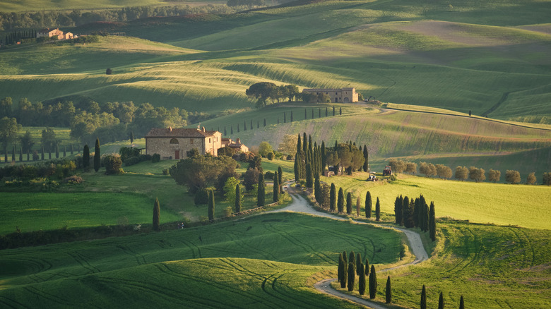 Rolling green hills of Pienza, Italy with a rural road lined with cypress trees leading to farmhouses