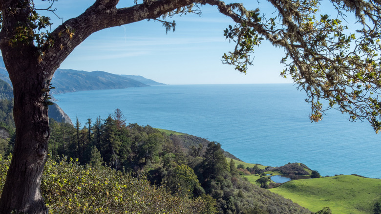 View of Big Sur from Nepenthe, with a tree in the foreground