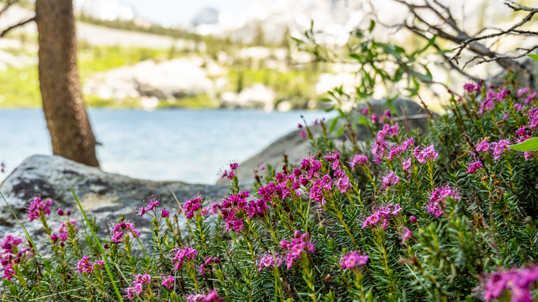 wildflowers surrounding Dollar Lake on the Rae Lakes Loop in Sequoia Kings Canyon National Park