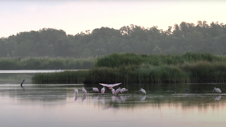 roseate spoonbis at bear island