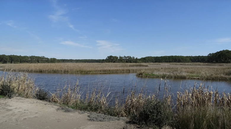 marshes on the West side of Bear Island