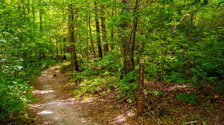 A path winds through the forest on the Yellow Branch Falls Trail