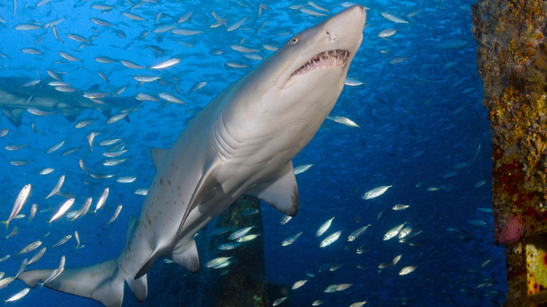 Shark surrounded by smalller fish trying to flee