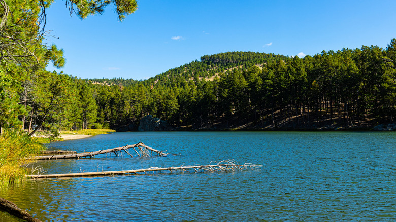Pine trees along the shore of Center Lake in Custer State Park