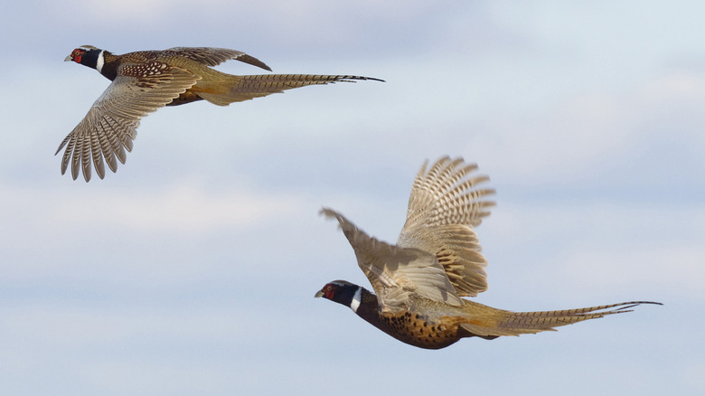 Two pheasants flying in South Dakota