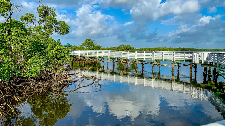 boardwalk going over the water and green trees growing out of the water