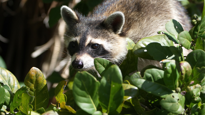 racoon sitting by green plant