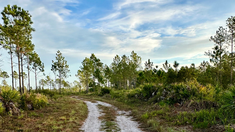 A hiking trail in Little Manatee River State Park