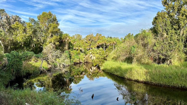 Natural landscape in Little Manatee River