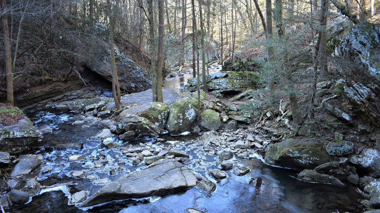 Trees and a river by Ozone Falls in Tennessee in winter