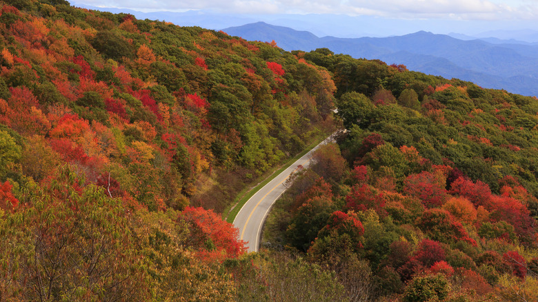 Aerial view of the Cherokee National Forest
