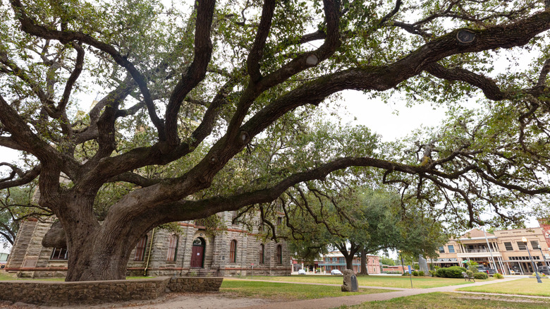 The Hanging Tree in front of the Goliad County Courthouse in Goliad, Texas
