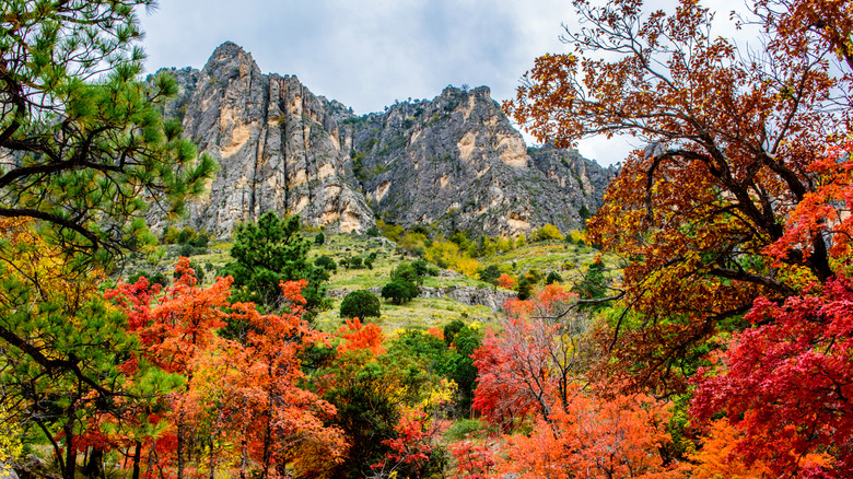Pine trees and hardwoods with orange and red leaves cover the slopes leading to a jagged rock formation at Guadalupe Mountains National Park, in Texas.