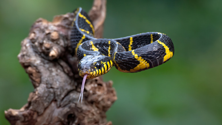 A snake in an attacking position