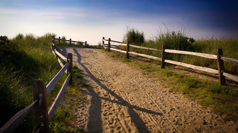 Sandy path leading through dunes with wooden fences in Avalon