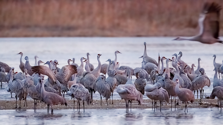 A large flock of sandhill cranes standing in the Platte River in Nebraska