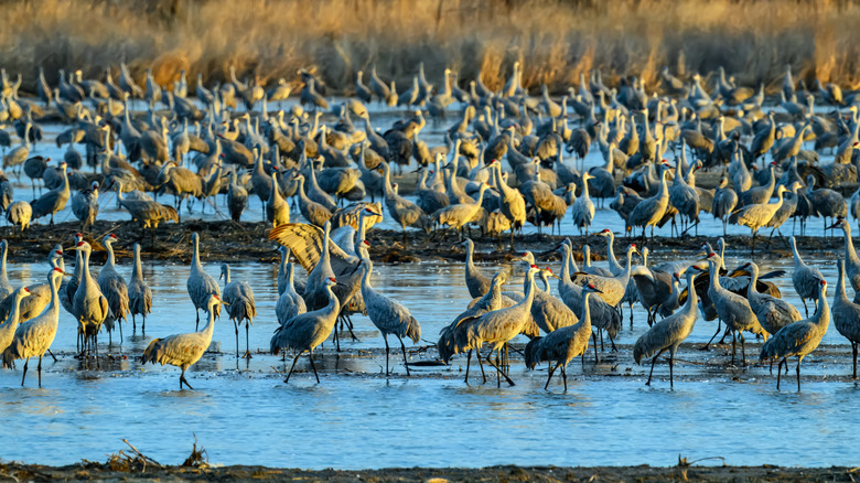 Hundreds of sandhill cranes photographed in Kearney at sunset