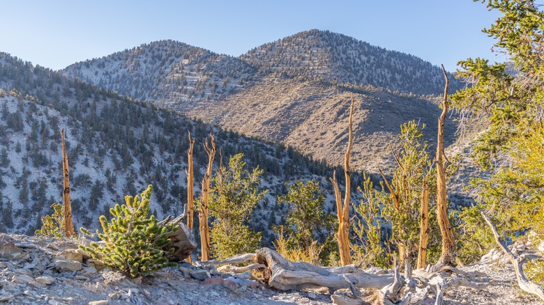 Gnarled bristlecone pines on the Methuselah Trail