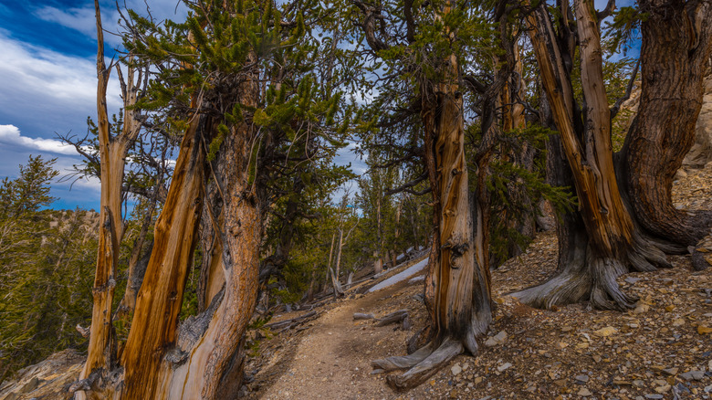 A dirt path between Bristlecone pines in the mountains