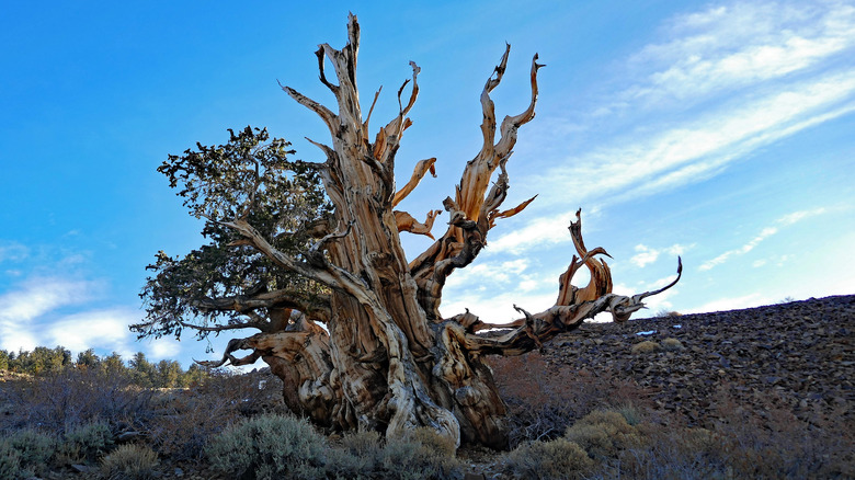 A twisted bristlecone pine tree in Inyo National Forest