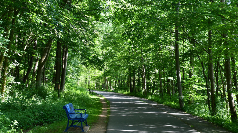 A shady bench along the tree-lined Farmington Canal Heritage Trail