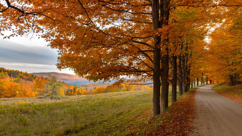 Lush hiking trail with mountain views during fall in Vermont