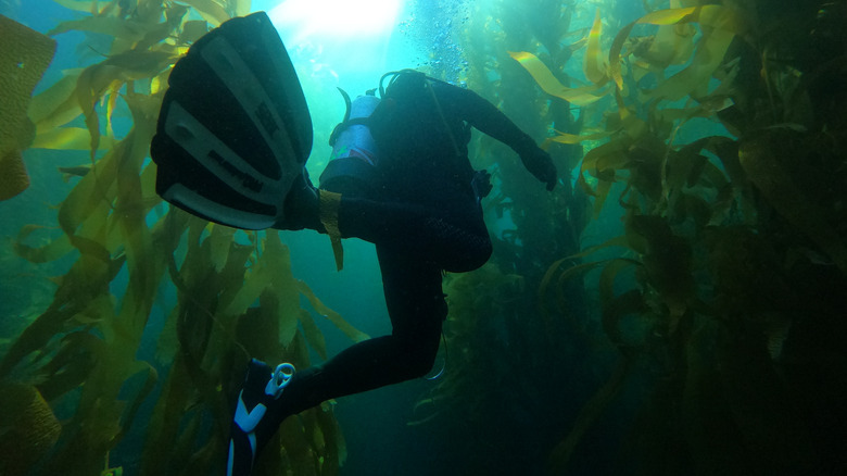 Scuba diver navigating through kelp forests near Catalina Island, California