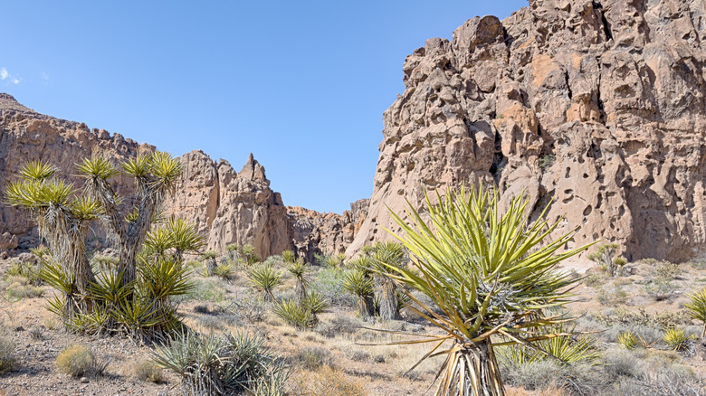 Hole-in-the-Wall on the Rings Trail, in Banshee Canyon, in the Mojave National Preserve, California
