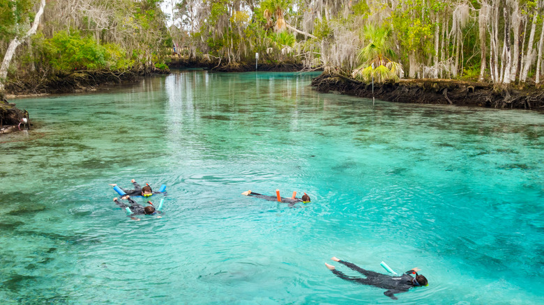 Snorkelers at Three Sisters Springs