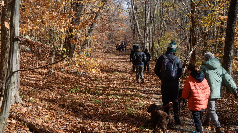 A group of hikers following a foliage-covered trail during the fall in Fahnestock State Park in Carmel Hamlet, New York
