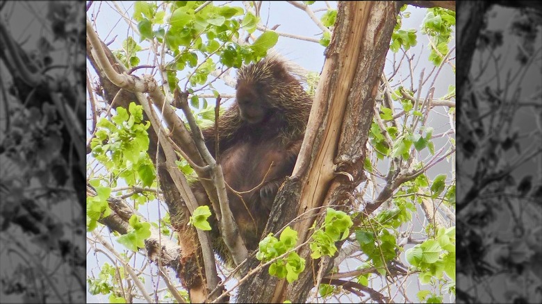 Porcupine in tree at Paseo del Bosque Trail