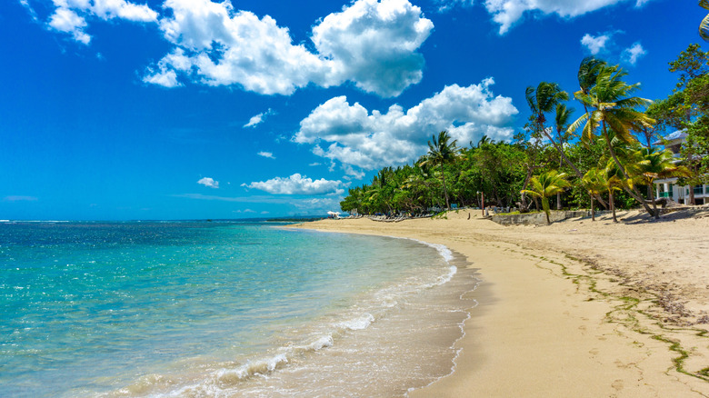 Empty beach with palm trees in Puerto Plata, Dominican Republic