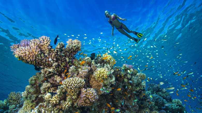 woman snorkeling above coral reef